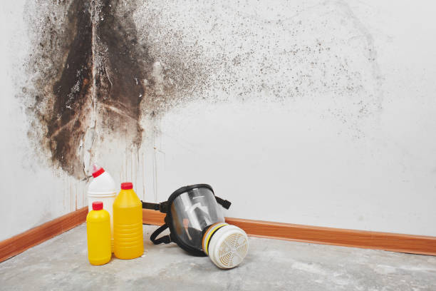 Trusted Lincolndale, NY Mold Inspection, Removal & Remediation Experts